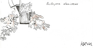 2207 bouturage