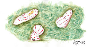 2307 nudibranche